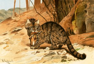 Gato selvagem