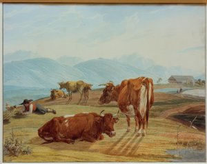 Vacas pastando na frente da paisagem de alta montanha