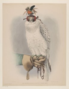Falcão branco da Groenlândia Le groënlandais, faucon blanc mué (título no objeto) de Willem Bastiaan van Wouw (possibly)