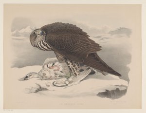 Gyrfalcon com grouse de neve
Le gerfaut sors (título sobre o objecto) de Willem Bastiaan van Wouw