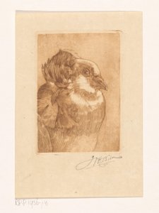 Estudo de um pombo de Willem Hendrik Bik (signed by artist)