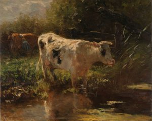 Vaca ao lado de uma vala Vaca no lado da vala