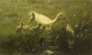 Pato branco com galinhas