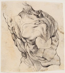 Estudo Anatômico (écorché). Torso de um homem esfolado visto de costas metade virada para a direita de Willem Panneels