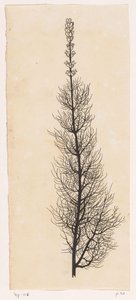 Yarrow de Willem Wenckebach