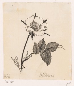 Rosa selvagem