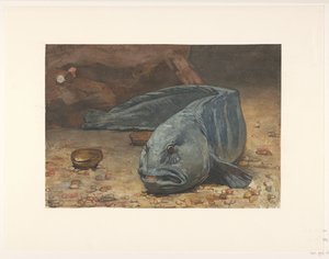 Lobo-marinho no fundo de um aquário de Willem Arnoldus Witsen