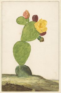 Pêra de figo em flor de Willem de Heer