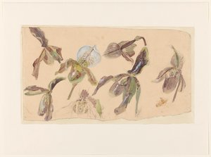 Sete estudos de orquídeas