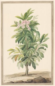 Smalbladige lepelboom na paisagem (Kalmia Angustifolia) de Willem van Leen (attributed to)