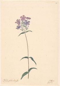 Ramo de um loxo de Willem van Leen (attributed to)