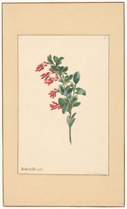 Ramo de um sourberry de Willem van Leen (attributed to)
