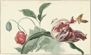 Tulipa e uma papoula de Willem van Leen (attributed to)
