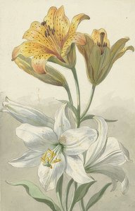 Lírios amarelos e brancos. Por volta de 1780