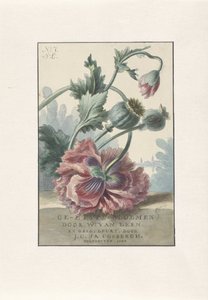 Papoilas
Impressão do título para: W. van Leen e J.C. & J.A. Coebergh, Etched Flowers, 1804