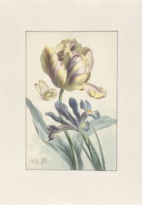 Tulipa e Íris
