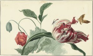 Sementes de tulipa e papoula