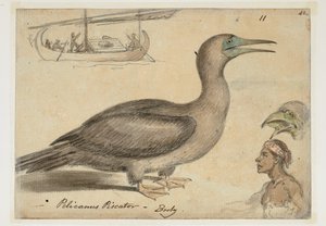 DM 961 f.11 de William Alexander