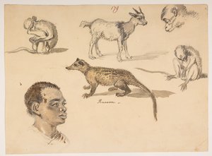 f.65 179 Cabeça de homem, guaxinim, cabra e macacos, de um Álbum de 372 desenhos de paisagens, costas, trajes e vida quotidiana feitos durante a embaixada de Lord Macartney no Imperador da China, entre 1792 e 1794 (lápis e aguarela sobre papel) de William Alexander