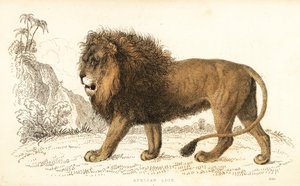 Leão africano, Panthera leo. Vulnerável. ,1834 (gravura)