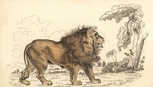 Leão asiático, em perigo de extinção, Panthera leo leo. ,1834 (gravura)