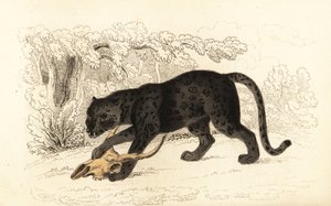 Black jaguar, Fanthera pardus.,1834 (gravura)