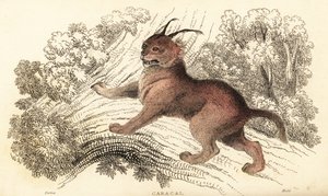 Caracal, Caracal Caracal., 1834 (gravura)