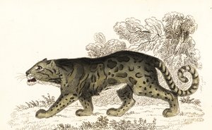 Leopardo nublado, Neofelis nebulosa., 1834 (gravura)