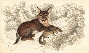 lince eurasiático, lince lince 1834 (gravura)
