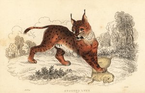lince eurasiático, lince lince 1834 (gravura) de William Alexander Forbes