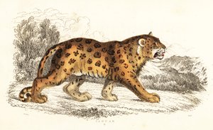 Jaguar, Panthera onca.,1834 (gravura)