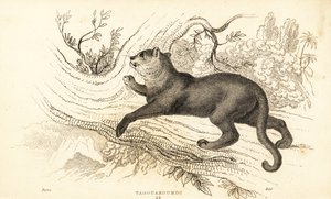 Jaguarandi, o puma respeita., 1834 (Ngaraving) de William Alexander Forbes