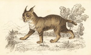 Gato da selva, Felis chaus. ,1834 (gravura)