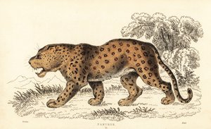 Leopardo, Panthera pardus, vulnerável.,1834 (gravura) de William Alexander Forbes
