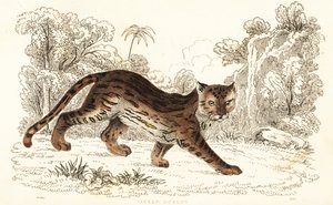 Margay, Leopardus wiedii catenata. ,1834 (gravura) de William Alexander Forbes