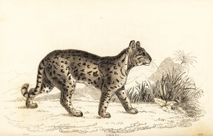 Ocelot, o leopardo gentil. , 1834 (gravura)