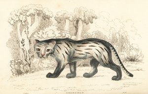 Gato dos pampas ou pantanal, Leopardus colocola. ,1834 (gravura)