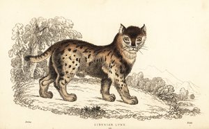 Lince siberiano, lince lince wrangeli (Lince Felis)., 1834 (gravura)