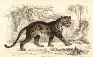 Gato leopardo sunda, Prionailurus bengalensis subsp. sumatrano. ,1834 (gravura)