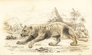 Tigre branco, Panthera tigris tigris. Ameaçadas de extinção. ,1834 (gravura) de William Alexander Forbes