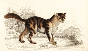 Gato de tartaruga selvagem da América do Sul, Felis catus. ,1834 (gravura)