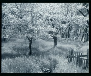 Macieiras em flor de William B. Post