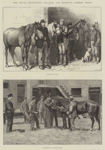 O Royal Veterinary College e Hospital, Camden Town