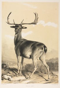 Gamo