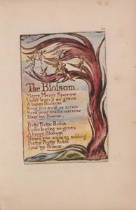 Canções de inocência e experiência, ilustração 20, The Blossom (Bentley 11) de William Blake