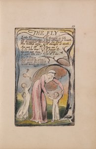 Canções de inocência e experiência, ilustração 37, The Fly (Bentley 40) de William Blake
