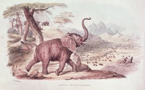 Caçando o elefante selvagem, ilustração de &39;Wild Sports da África do Sul&39; por WC Harris, 1841
