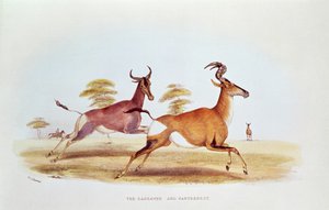 O Sassaybe e o Hartebeest, ilustração de &39;Wild Sports of South Africa&39;, por WC Harris, 1841