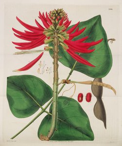 Revista Botânica, 1787-1833.