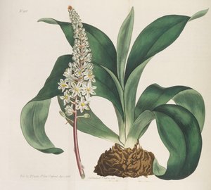 Revista Botânica, 1787-1833.